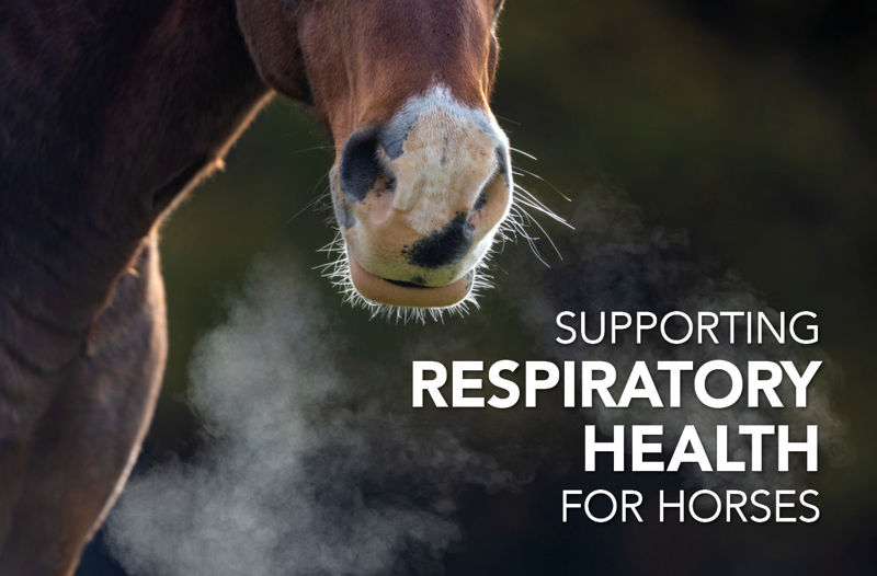 Supporting Respiratory Health for Horses - Equine Science Matters™